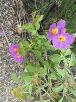 Italien, Argentario, Wanderung, Zistrose