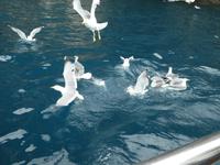 Italien, Elba, Porto Azzurro, Mövenküste