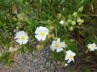 Italien, Argentario, Wanderung, Zistrose