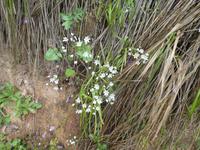 Italien, Argentario, Wanderung, wilder Lauch