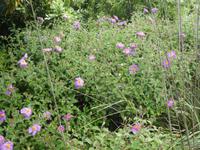 Italien, Argentario, Wanderung, Zistrosen