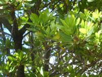 Italien, Argentario, Wanderung, Erdbeerbaum