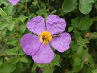 Italien, Giglio, Zistrose