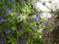 Italien, Giglio, blauer Natternkopf