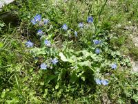 Italien, Giglio, Borretsch