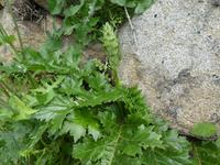 Italien, Giglio, Acantus