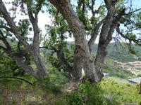 Italien, Giglio, Korkeiche