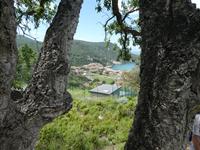 Italien, Giglio, Weg nach Campese, Korkeiche