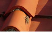 Italien, Elba, Hotel Danila