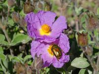 Italien, Elba, Zistrose