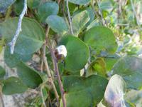 Italien, Elba, Portoferraio, Kapern