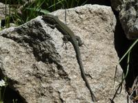 Italien, Elba, Wanderung Monte Capanne