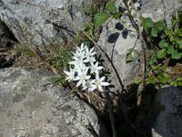 Italien, Elba, Milchstern