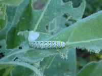 Italien, Elba, Wanderung Monte Capanne,