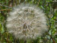 Italien, Pianosa, Riesenpusteblume