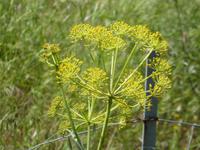 Italien, Pianosa, Ferula