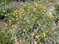 Italien, Pianosa, Currykraut