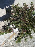 Italien, Pianosa, Kapernstrauch