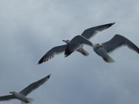 Italien, Elba, Porto Azzurro, Mövenküste