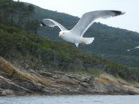 Italien, Elba, Porto Azzurro, Mövenküste