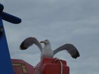 Italien, Elba, Porto Azzurro, Mövenküste