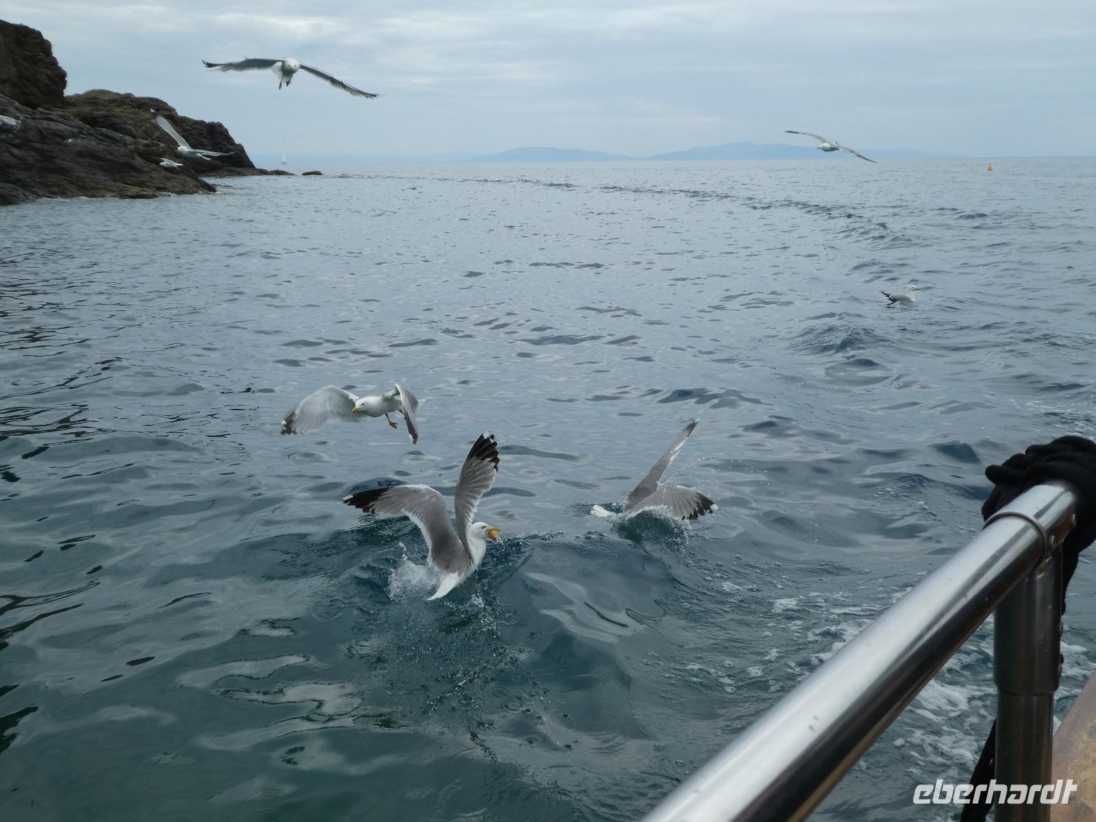 Italien, Elba, Porto Azzurro, Mövenküste