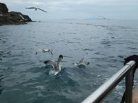 Italien, Elba, Porto Azzurro, Mövenküste