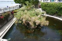 Süßwasserquelle Fonte Aretusa