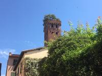 Altstadt von Lucca - Torre Guinigi