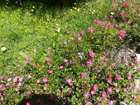 ... und Blumen allerorten auf der Insel.