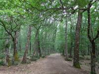 Wanderung im Gargagano-Nationalpark und der Hochwald Foresta Umbra (1)