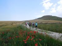 Ruinen von Castel Fiorentino, dem Sterbort von Friedrich II bei Lucena, in Apulien (Italien) (9)