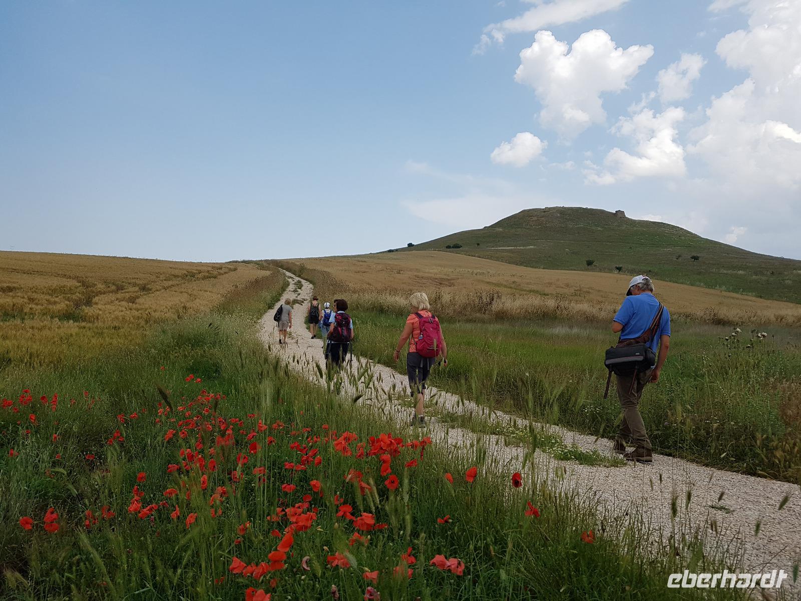 Ruinen von Castel Fiorentino, dem Sterbort von Friedrich II bei Lucena, in Apulien (Italien) (5)