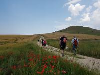 Ruinen von Castel Fiorentino, dem Sterbort von Friedrich II bei Lucena, in Apulien (Italien) (6)