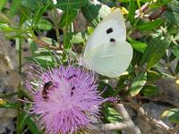 Wanderung im Valle D'Itria Tal durch Radweg Aquädukt Pugliese (7)