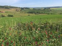 026 Wanderung San Quirico d'Orgia - Pienza