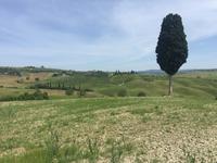 029 Wanderung San Quirico d'Orgia - Pienza