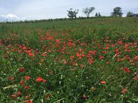 030 Wanderung San Quirico d'Orgia - Pienza