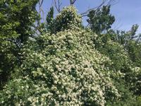 031 Wanderung San Quirico d'Orgia - Pienza