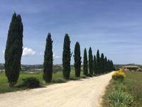 033 Wanderung San Quirico d'Orgia - Pienza