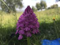 038 Wanderung San Quirico d'Orgia - Pienza