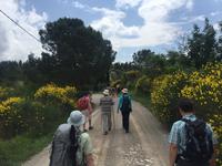 093 Wanderung nach Buonconvento