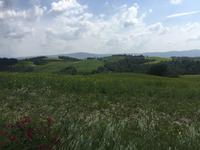 099 Wanderung nach Buonconvento