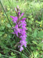 112 Wanderung von Vivo d'Orcia nach Seggiano