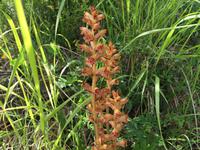 113 Wanderung von Vivo d'Orcia nach Seggiano