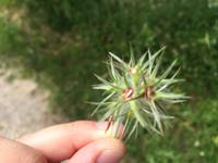 120 Wanderung von Vivo d'Orcia nach Seggiano