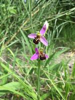 122 Wanderung von Vivo d'Orcia nach Seggiano