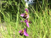 123 Wanderung von Vivo d'Orcia nach Seggiano