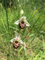 124 Wanderung von Vivo d'Orcia nach Seggiano