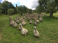 157 Spoerri-Skulpturengarten